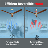 Size Zero Crown Wood BLDC Fan with IR Remote | 3-Year Warranty | 1200 mm | White Teakwood White Copper Finish