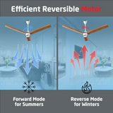 Size Zero Crown Wood BLDC Fan with IR Remote | 3-Year Warranty | 1200 mm | White Teakwood White Copper Finish