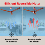Radial Wood BLDC Ceiling Fan with IR Remote | 3-Year Warranty | 1200 mm