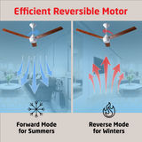Radial Wood BLDC Ceiling Fan with IR Remote | 3-Year Warranty | 1200 mm